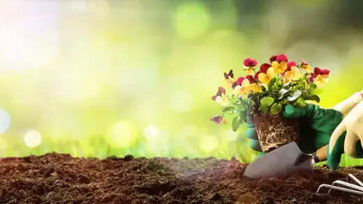 Vibrant red and yellow pansies in earthy pot, held by gloved hands, for small gardens
