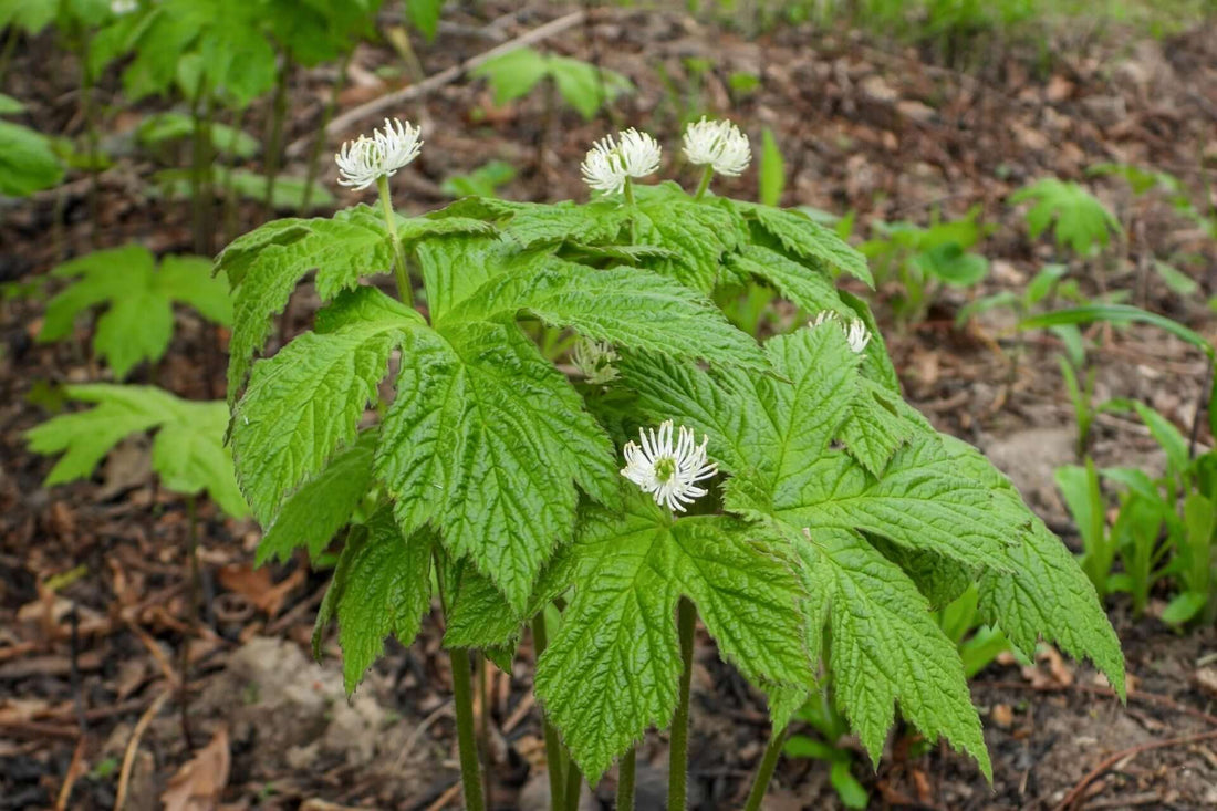 Goldenseal cluster of delicate white flowers on lobed green leaves