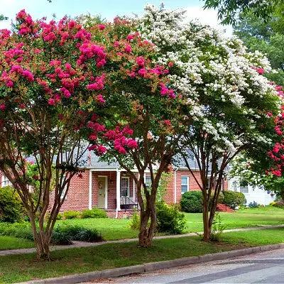 Pink and white crepe myrtle trees line sidewalk by brick house