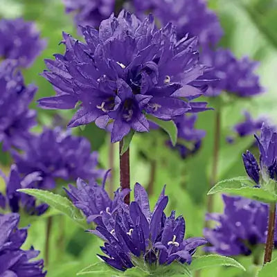 Deep purple bell-shaped perennial flowers with ruffled petals