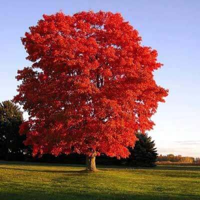 Vibrant red fast-growing maple tree in grassy field under blue sky