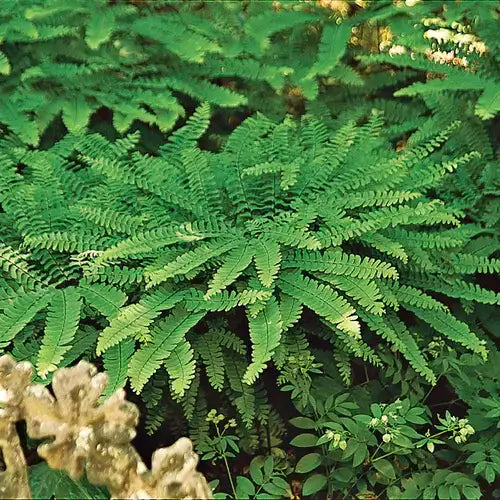 Lush maidenhair fern with vibrant green feathery fronds