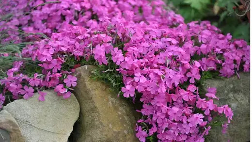 Vibrant pink creeping phlox cascading over earth-toned rocks