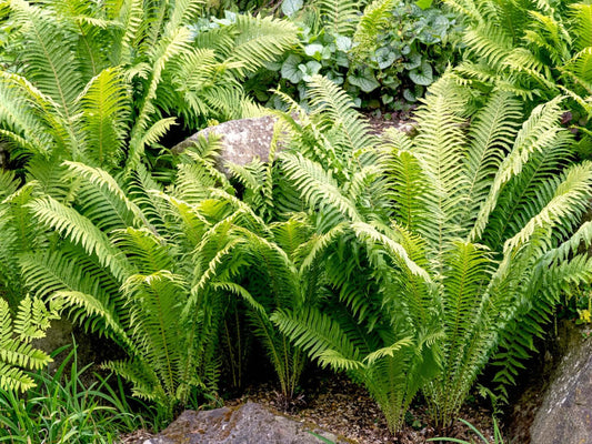 Lush green ferns with feathery fronds in low maintenance garden