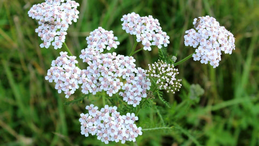Delicate white yarrow flowers with pink centers in Exploring Yarrow