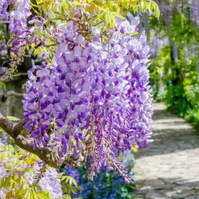Vibrant purple wisteria flowers cascading from tree branch