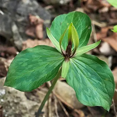 Vibrant Sweet Betsy trillium flower with three veined petals and dark center