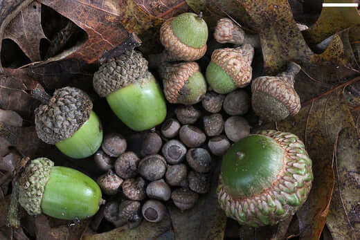 Acorns - TN Nursery