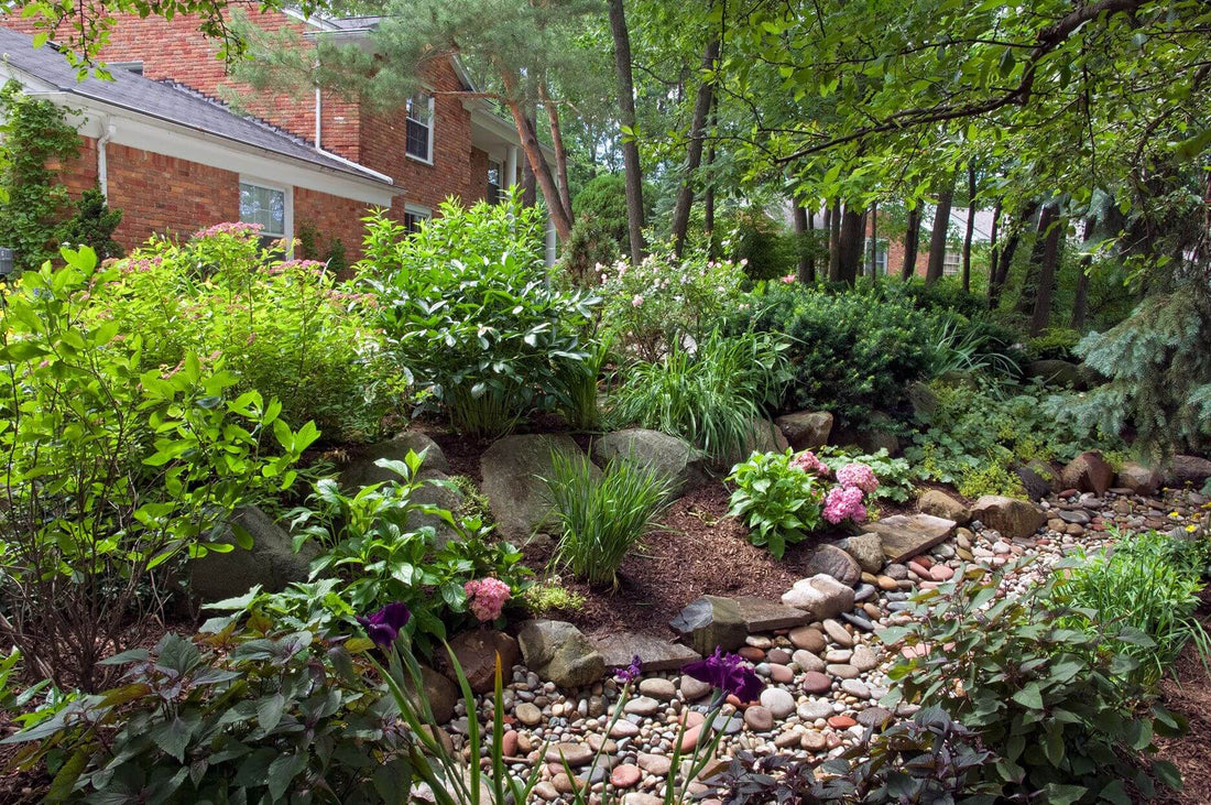 Lush rain garden of native plants with pink purple flowers amid rocks mulch foliage