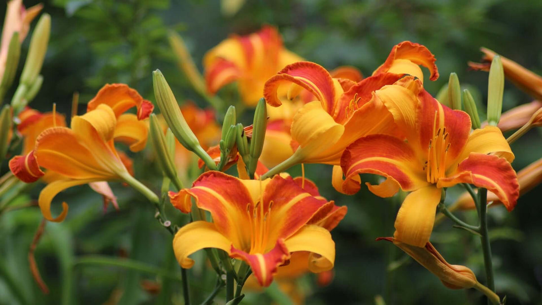 Vibrant orange and yellow orange daylilies with ruffled petals
