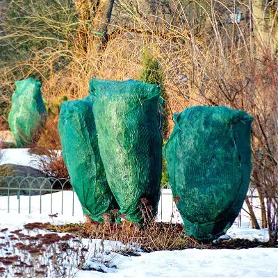 Green mesh tree guards protect young trees in snowy garden