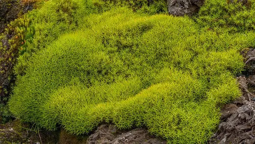 Adding Moss to Your Garden | TN Nursery - TN Nursery