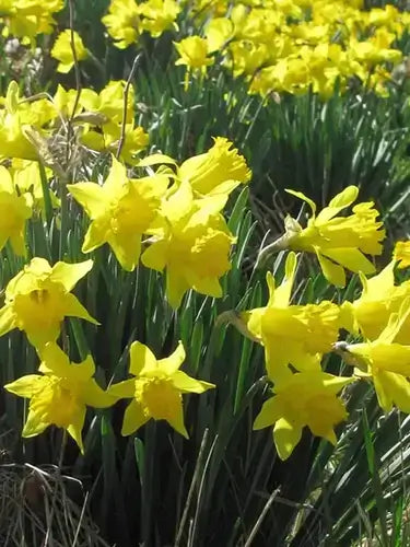 Vibrant field of yellow daffodils with trumpet blooms and green stems