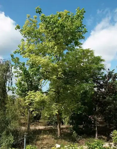 Tall box elder tree with leafy green canopy against blue sky