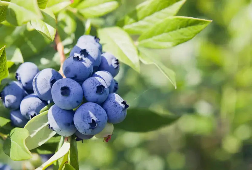 Ripe deep blue berries with dusty bloom on stems amid green leaves in perennial garden