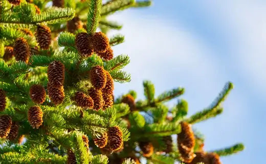 Branched evergreen tree with brown pinecone clusters for Christmas trees