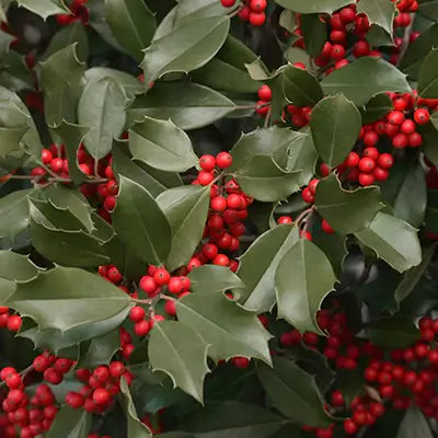 American Holly - TN Nursery