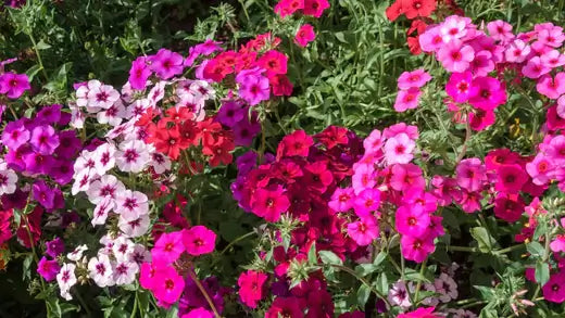 Annual Phlox Information & its Medicinal Uses - TN Nursery