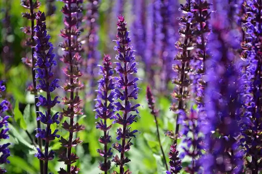 Are Salvias Perennial? Plus 6 Salvia Alternatives - TN Nursery