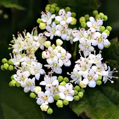 Arrowwood Viburnum - TN Nursery