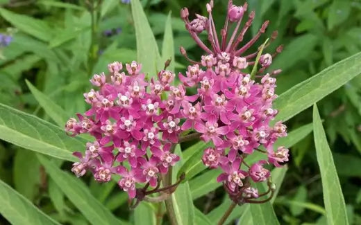 Asclepias Incarnata - Planting and Caring Tips - TN Nursery