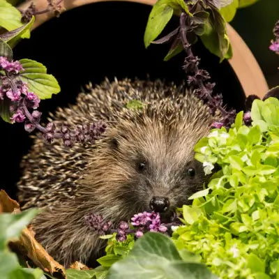 Attracting Wildlife in your Garden - TN Nursery