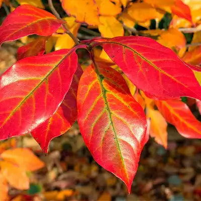 Vibrant red and orange Tupelo tree autumn leaves on branch