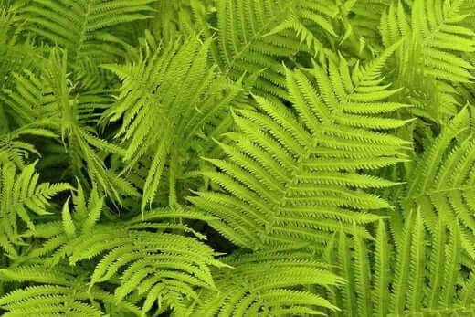 Vibrant green native fern fronds with feathery textures