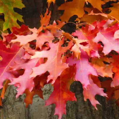 Vibrant pink, orange, and red autumn oak leaves for young pin oak tree