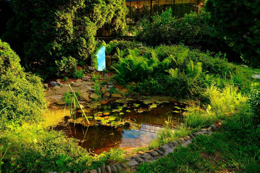 Serene sustainable rain garden pond with native plants and stones