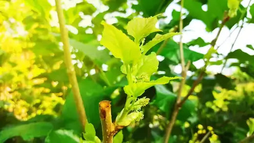 Fresh green leaves, budding shoot, yellow flowers on mulberry stem