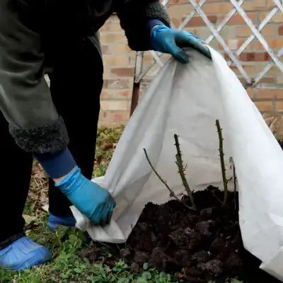 White fabric garden cover draped over young plant stems for winter prep