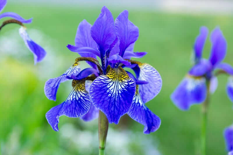 Vibrant purple iris flower with veined petals and yellow center for water gardens