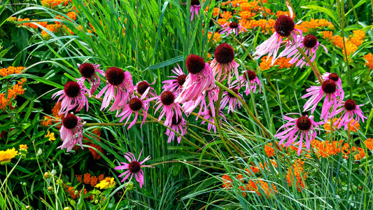 Pink coneflower blooms in Native Elegance with drooping petals and dark centers amid grasses