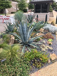 Blue-green agave plant in xeriscaping garden bed