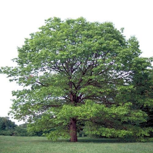 Majestic white oak tree with thick trunk and lush green foliage