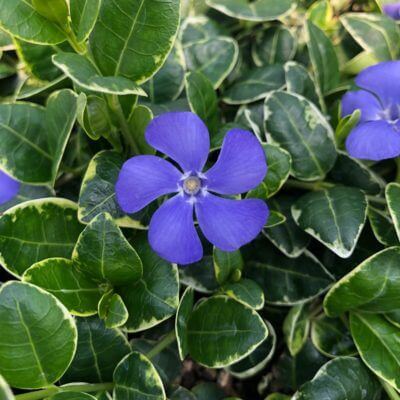 Vibrant purple 5-petal flower with yellow center, shade perennial amid variegated leaves