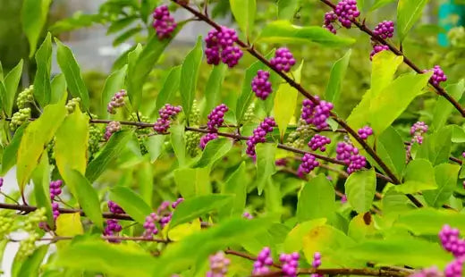 Vibrant purple beautyberry bush clusters on green branches amid lush foliage