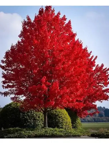 Vibrant red maple tree with fiery foliage for yard life, blue sky.