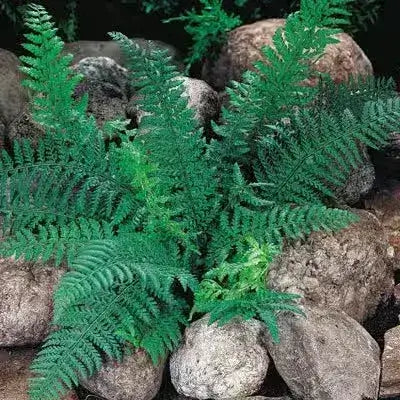 Vibrant green artificial fern with feathery fronds for partial sun areas