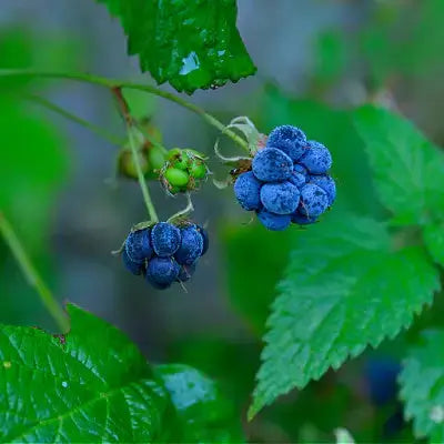 Dewberry Rubus hispidus vine with deep blue dew-kissed blackberries and green leaves