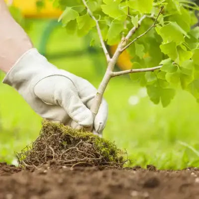Hand in light gray glove holds mossy root ball of young green tree sapling from online nursery