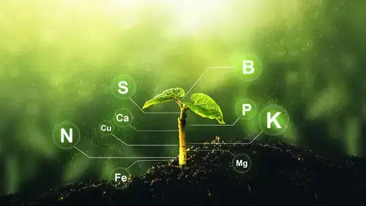 Vibrant green sprout from soil with N P K Mg labels for pond oxygenator plants