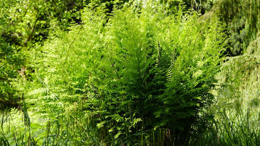 Vibrant Royal Fern bush with lush feathery green fronds