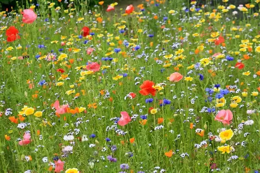 Vibrant fall meadow with colorful wildflowers like red poppies and yellow daisies