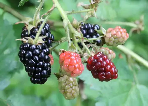 Ripe blackberries in red green purple on leafy vine TN Nursery