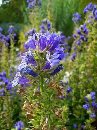 Vibrant purple flower with clustered petals on green stem in old-fashioned remedies