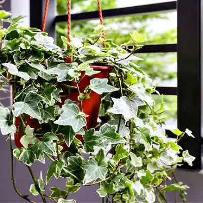 TN Nursery English ivy plant with variegated leaves cascading from red hanging pot