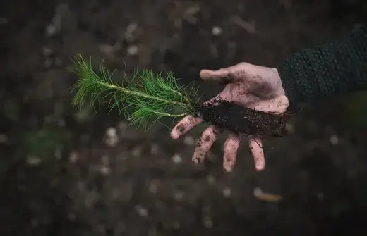 Hand cradling young Virginia pine seedling with roots and delicate needles