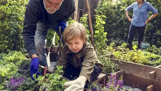 Young boy in green jacket tends purple flowers in summer garden